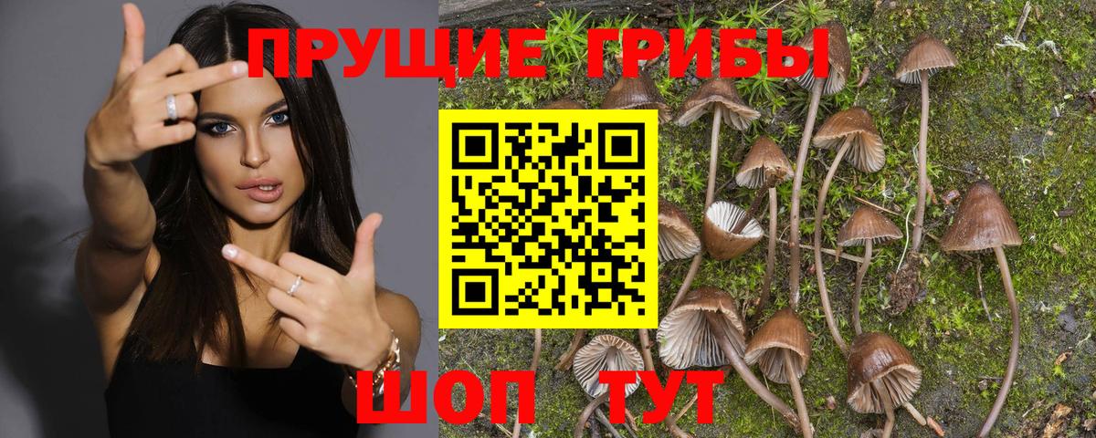 Псилоцибиновые грибы Psilocybine cubensis Северобайкальск